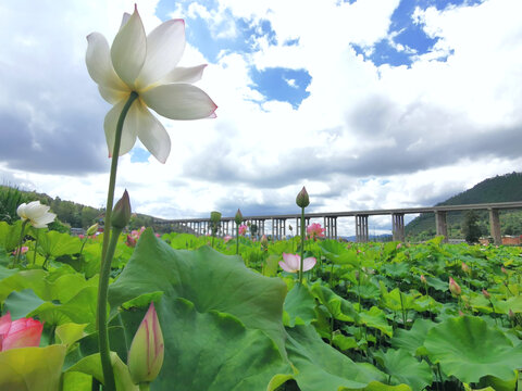 荷花桥梁