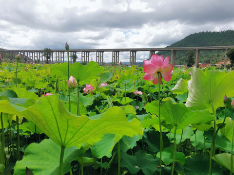 荷花公路桥