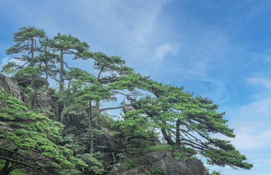 黄山奇松风光