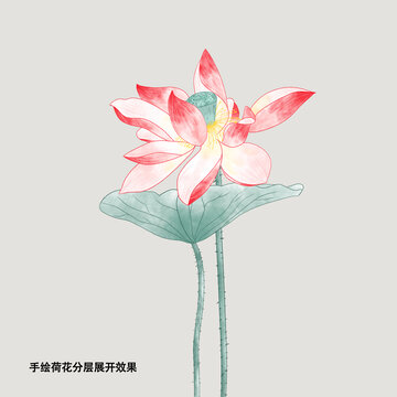 手繪荷花