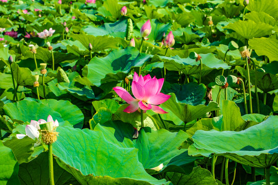 荷花池