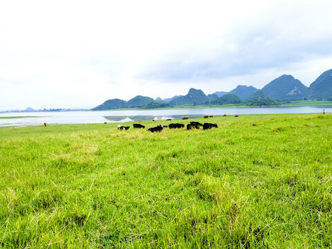 湖泊湿地