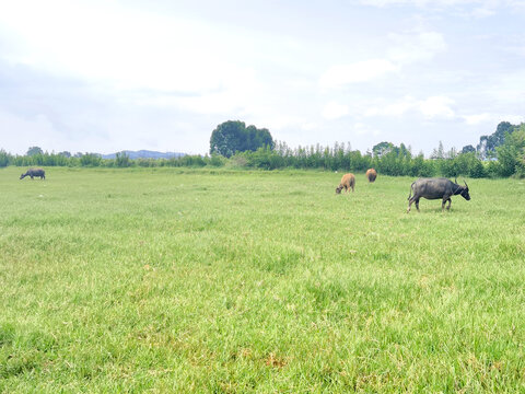 草原牧场