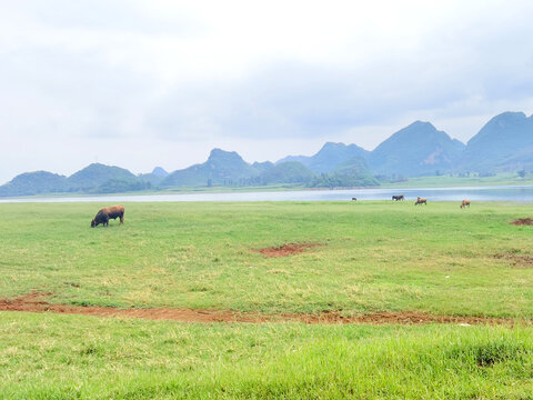 沼泽湿地