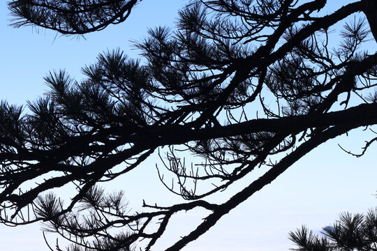 松树高海拔风景旅游古松针叶