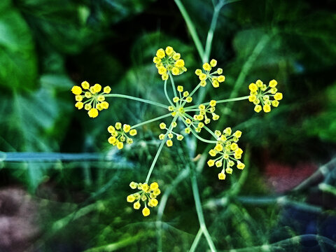 茴香花