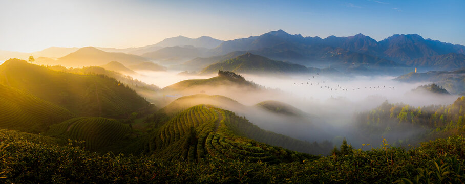 茶山摄影