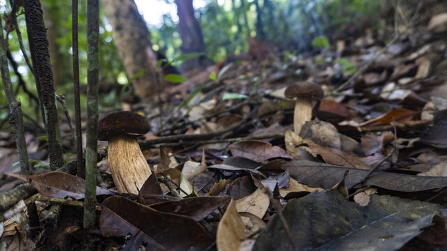 蘑菇野生菌真菌牛肝菌