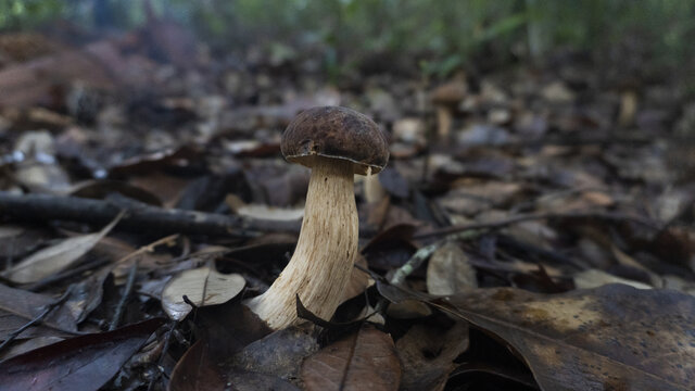 蘑菇野生菌真菌牛肝菌