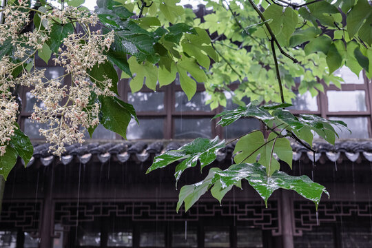 雨天梧桐树