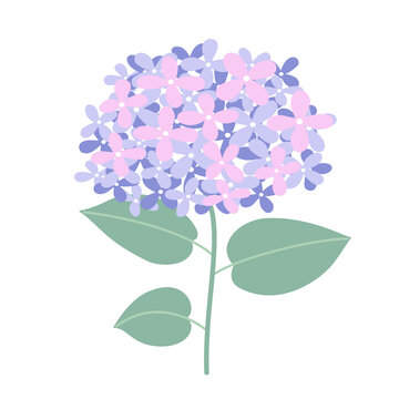 繡球花
