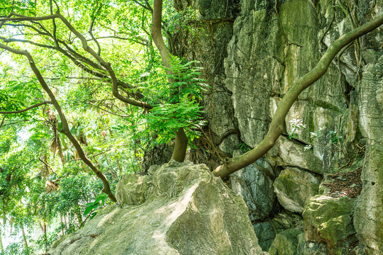 石岩上的树