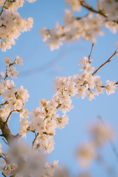 春日樱花