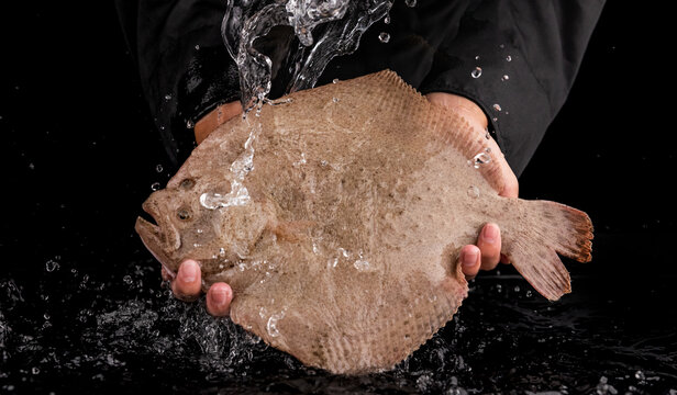 多寶魚