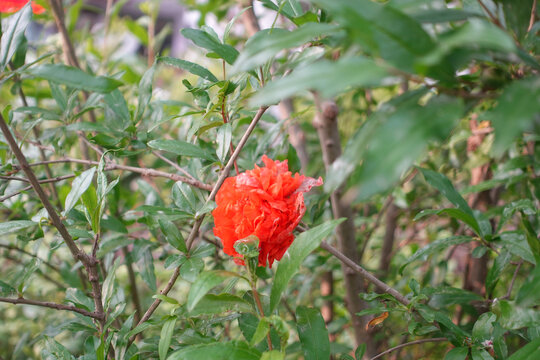 石榴花特写