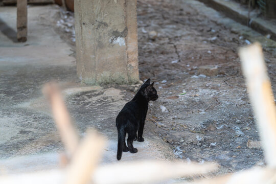 休息的小黑猫