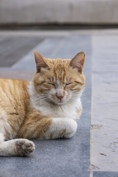 睡梦中的猫