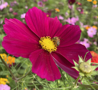 格桑花