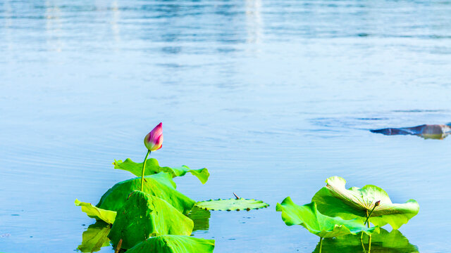 出水芙蓉