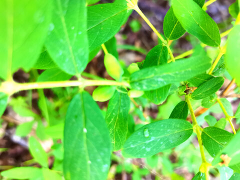 初夏的山林