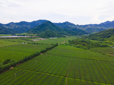 绍兴茶园航拍