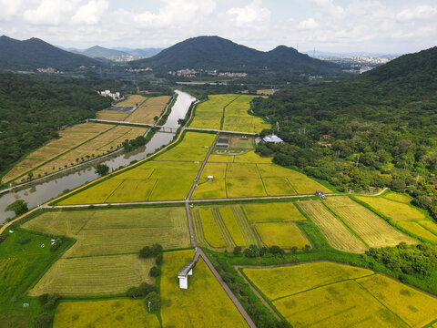 稻田