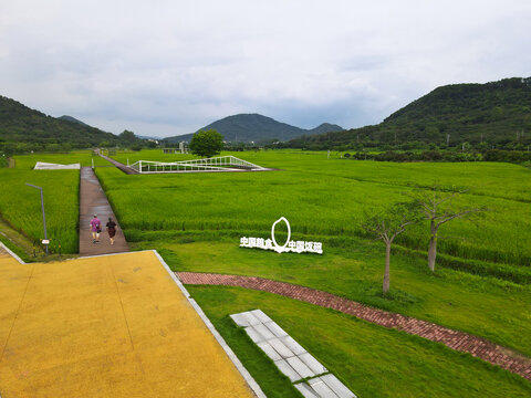 山区水稻