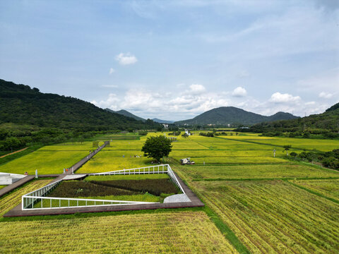 山区水稻田