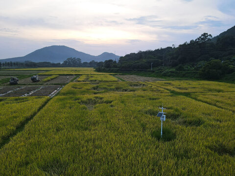 山区稻田