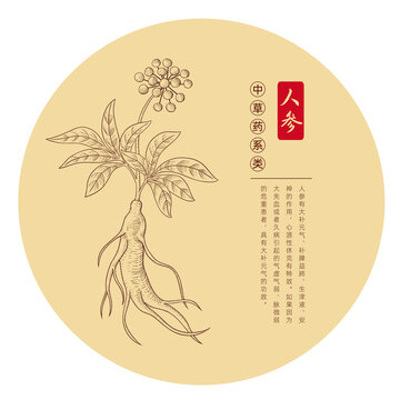 人參插畫版畫白描