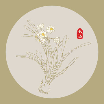 水仙線描