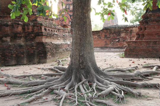 泰国曼谷寺庙古代遗址树根植物