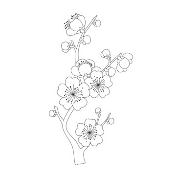 梅花線稿