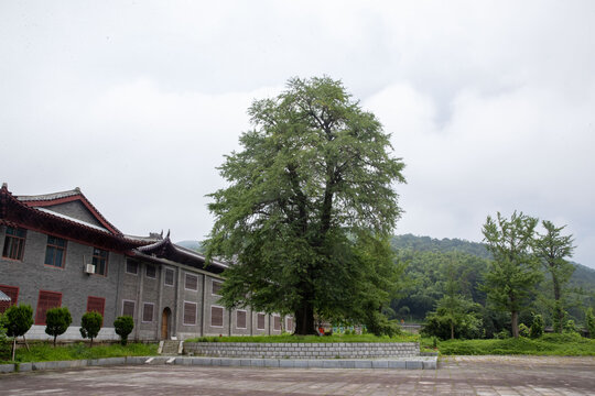 云居山银杏树