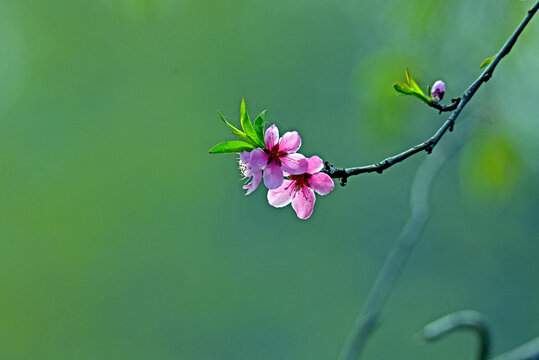 春暖花开