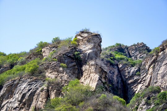 寿山虎