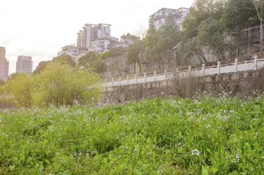 建瓯江滨公园花丛