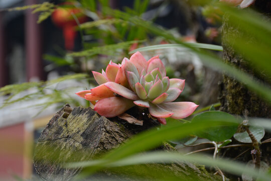 透过叶子看多肉植物