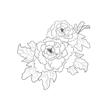 手繪插畫牡丹線稿