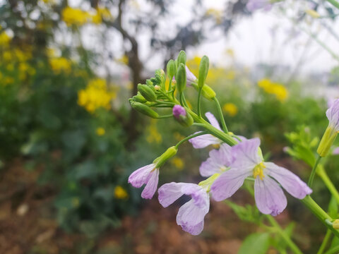 菜花