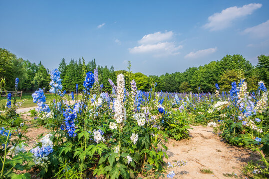 城市花园