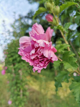 木槿花