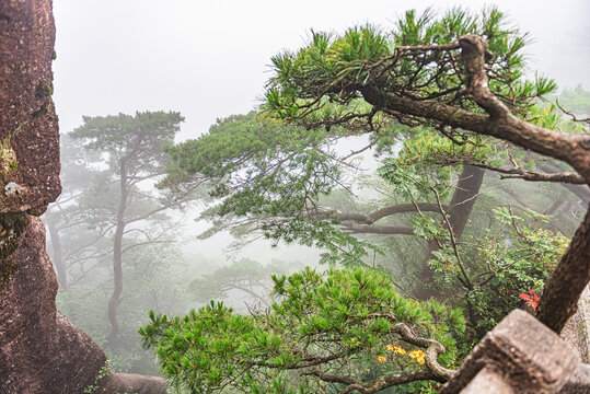 黄山松自然风光