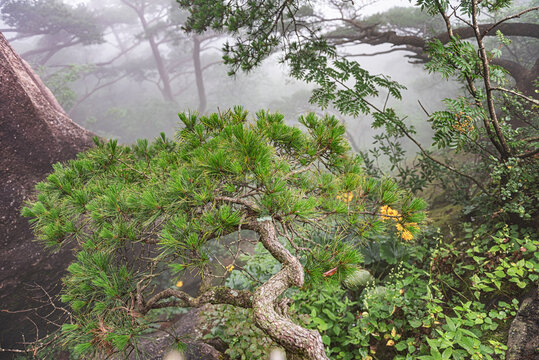 黄山松自然风光