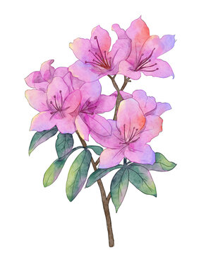 國(guó)風(fēng)水彩杜鵑花花卉手繪插畫(huà)