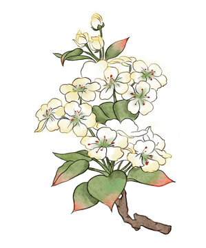國風水彩梨花花卉手繪插畫