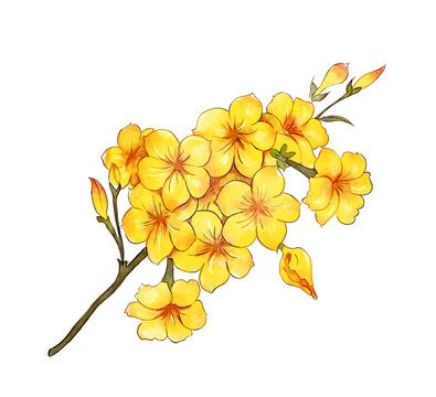 国风水彩迎春花花卉手绘插画