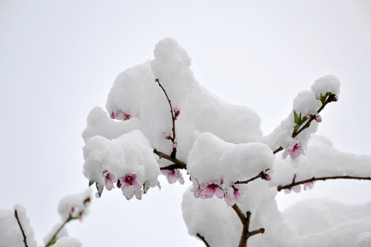 桃花雪