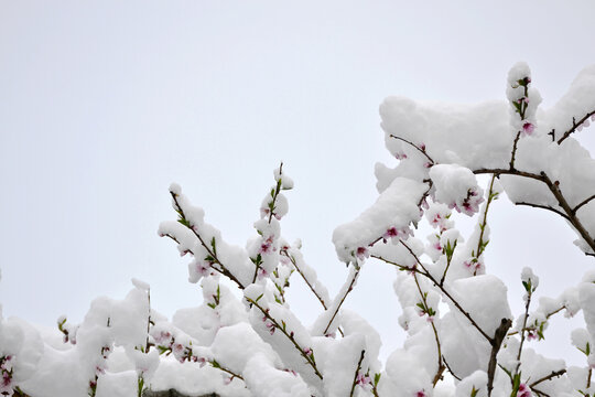 桃花雪