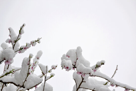 桃花雪